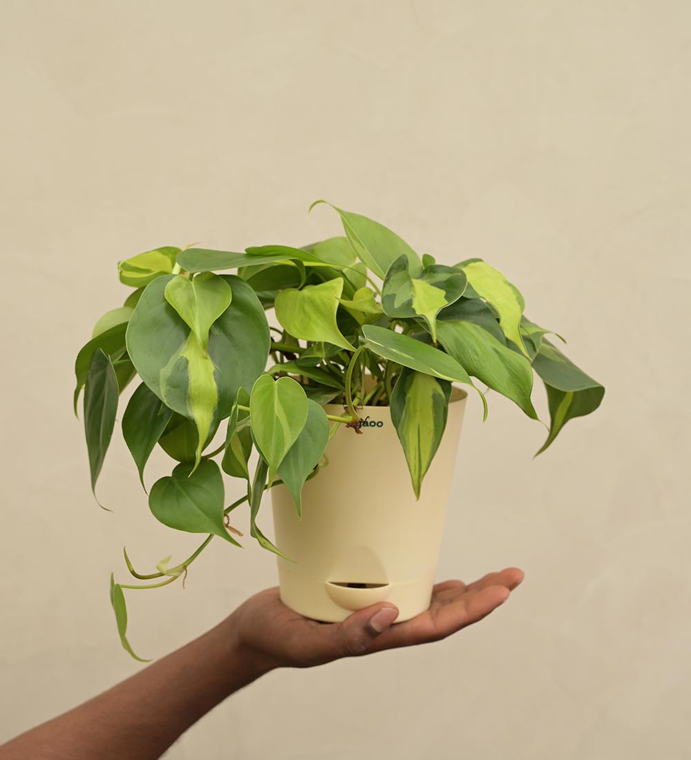 Philodendron Oxycardium Green and Variegated Plant Bouquet