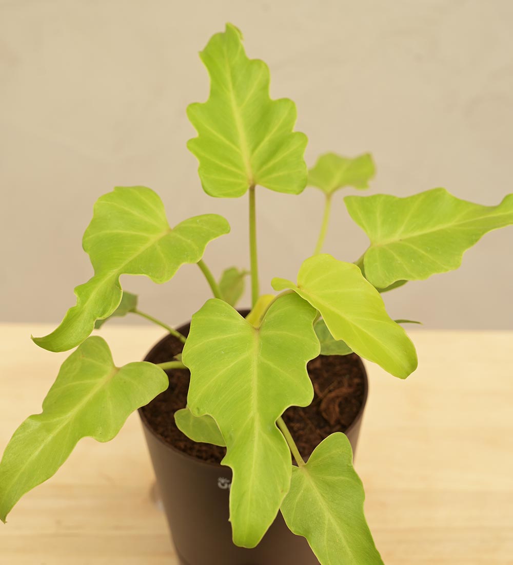 Philodendron Xanadu Plant - Golden