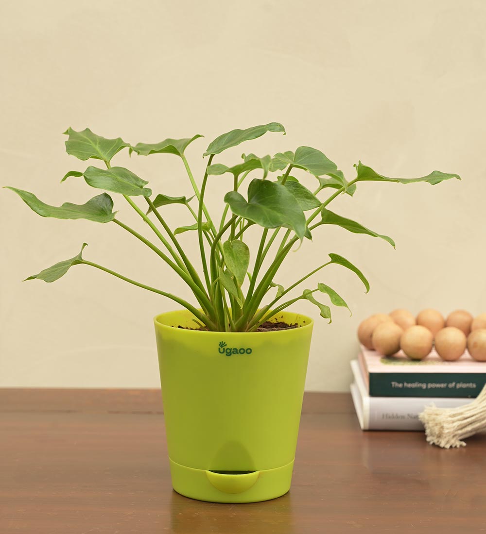 Philodendron Xanadu Plant - Green