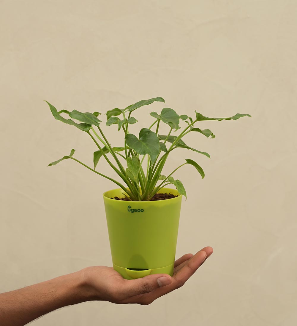 Philodendron Xanadu Plant - Green