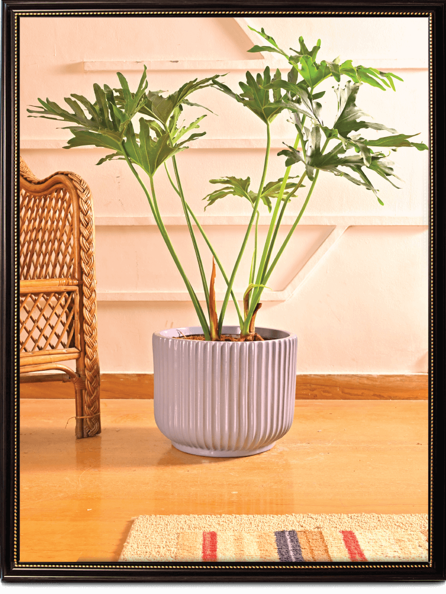 Phoenix Ceramic Pot (12.5 Inch Diameter)