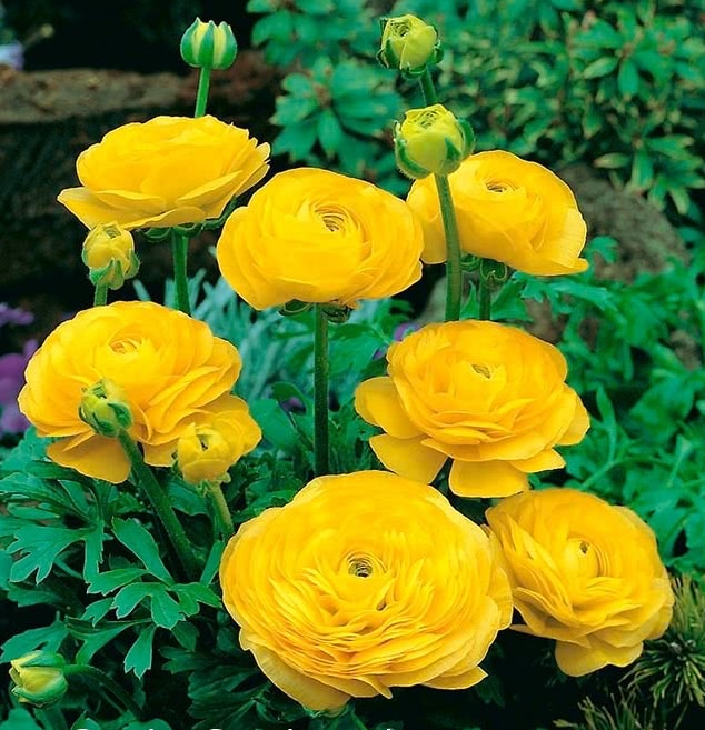 Ranunculus Yellow Bulbs