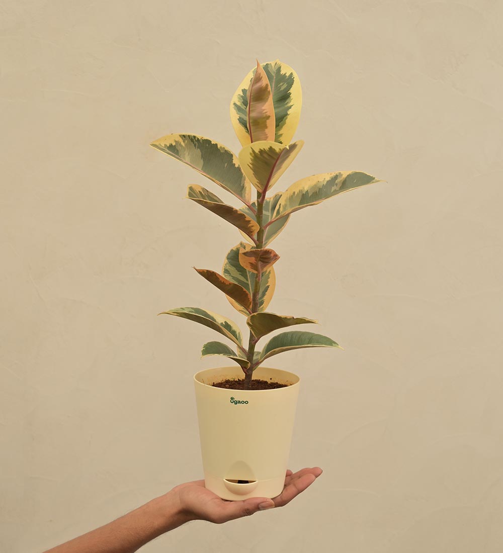 Rubber Plant Variegated