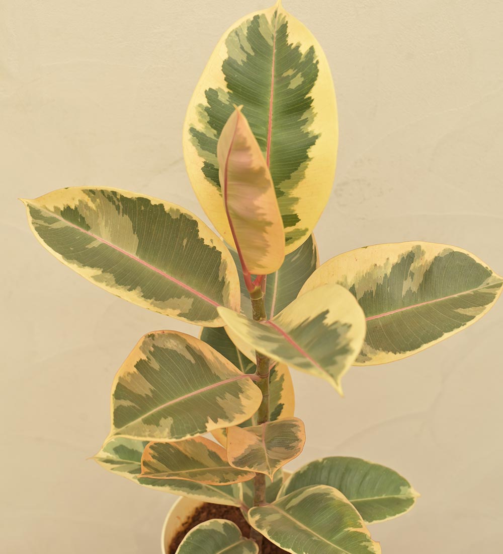 Rubber Plant Variegated