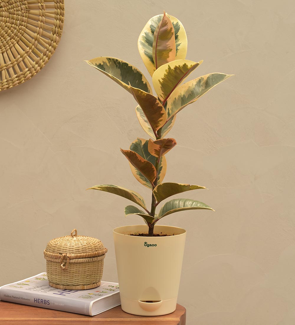 Rubber Plant Variegated