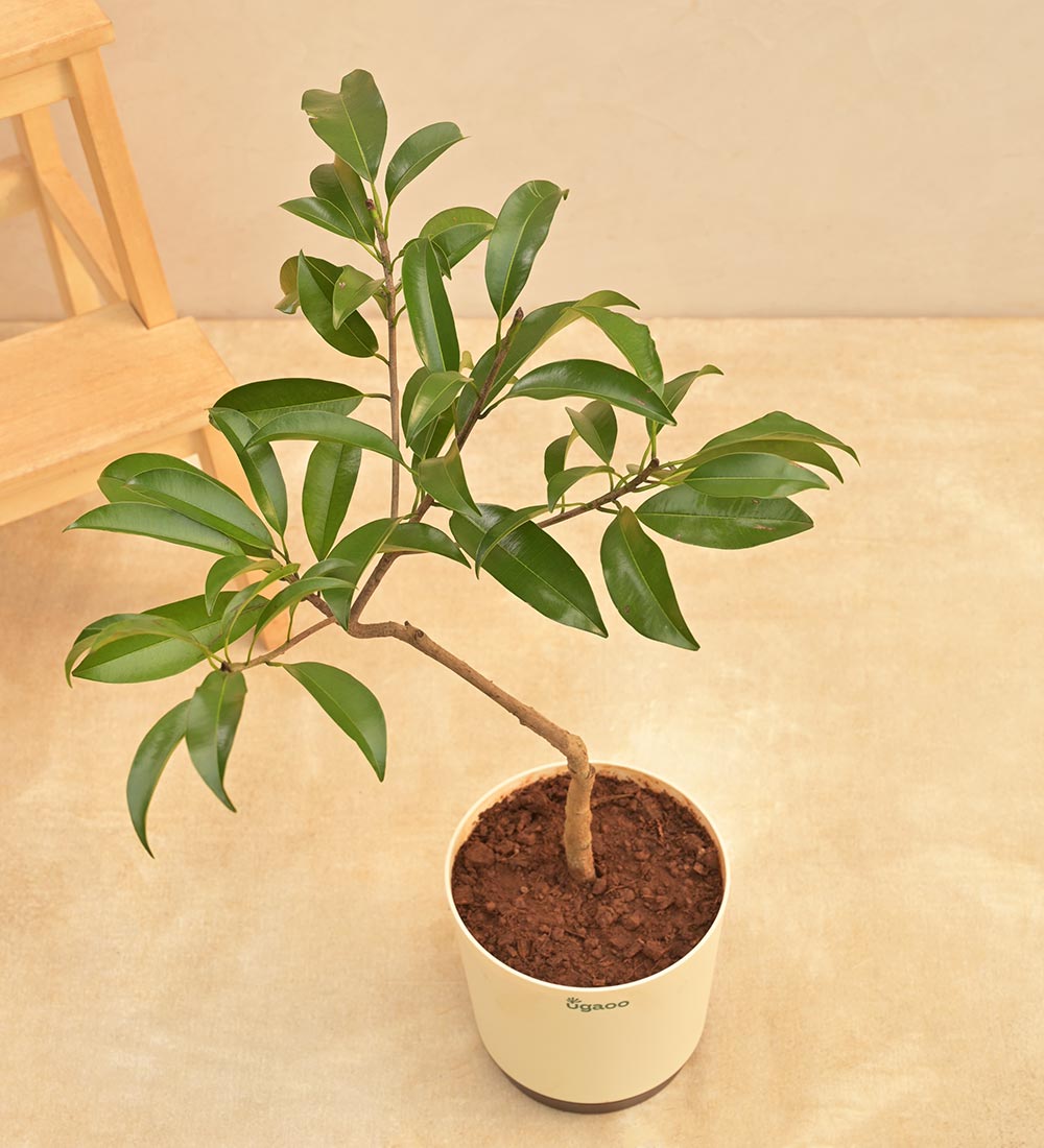 Sapota Plant