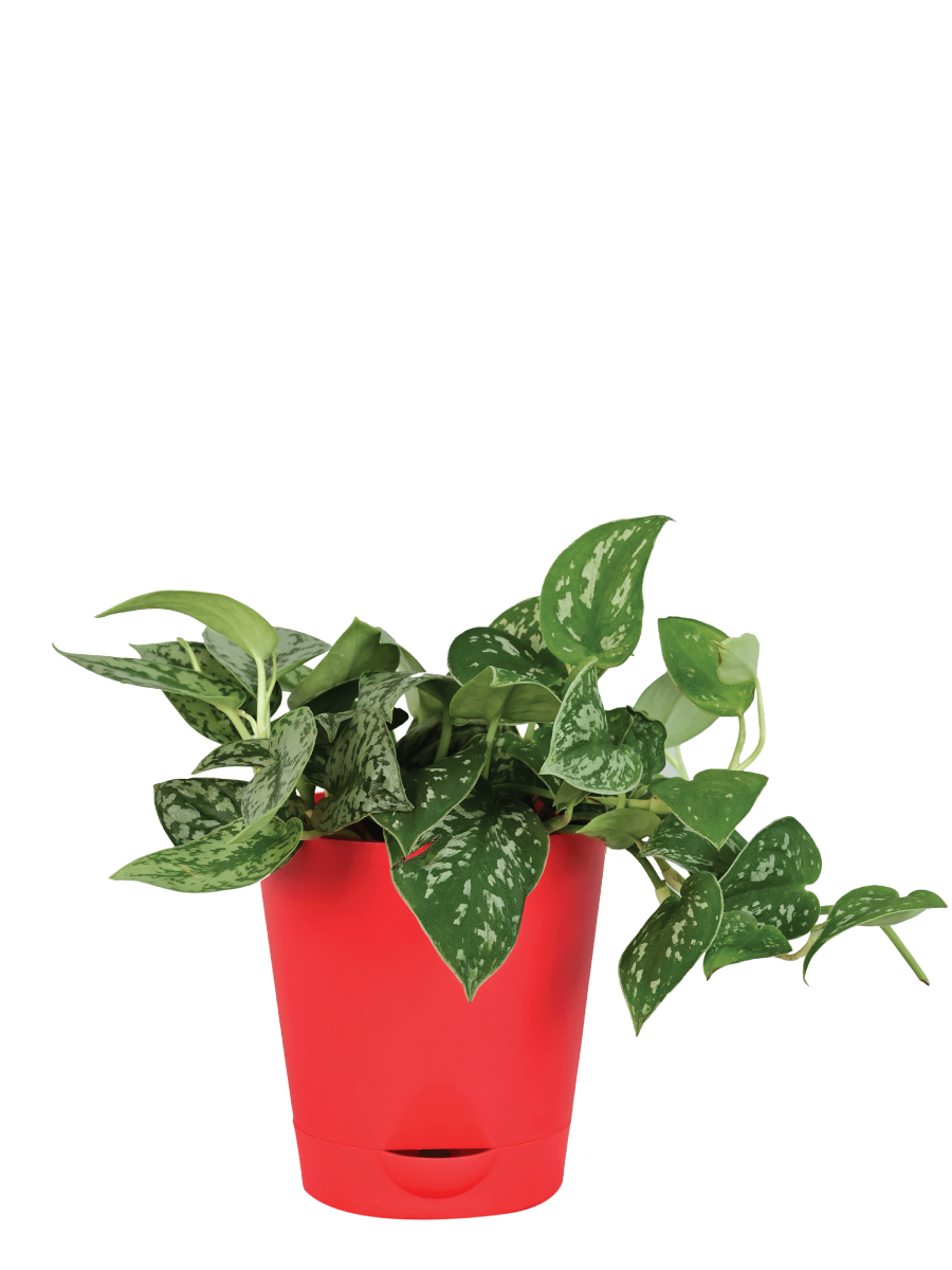 Satin Pothos Argyraeus and Silver Splash Plant Bouquet