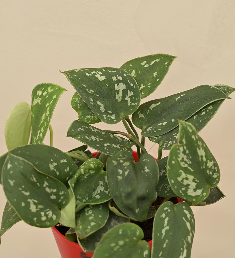 Satin Pothos Argyraeus Gift Hamper