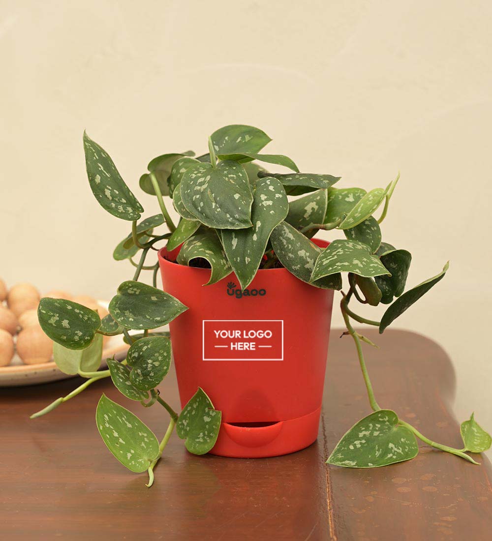 Satin Pothos Argyraeus Gift Hamper