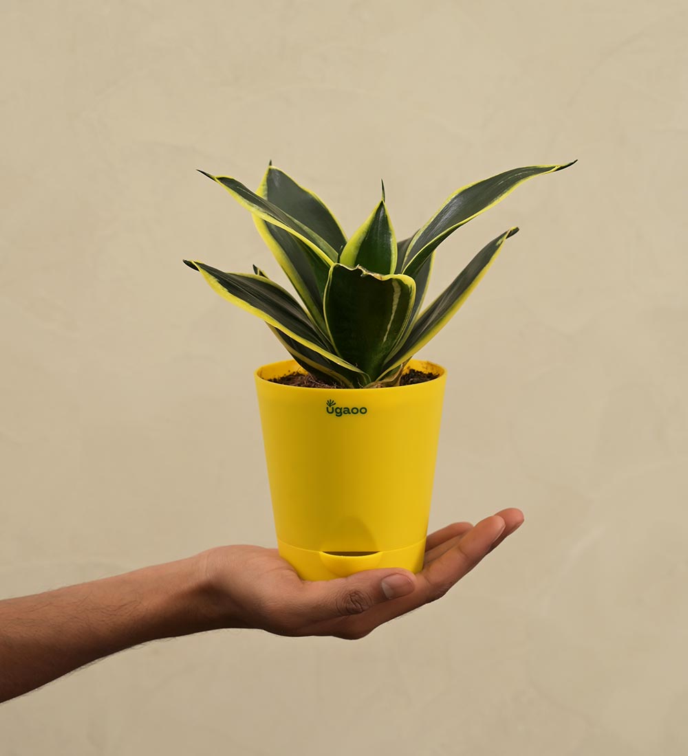 Snake Plant - Golden Hahnii Gift Hamper