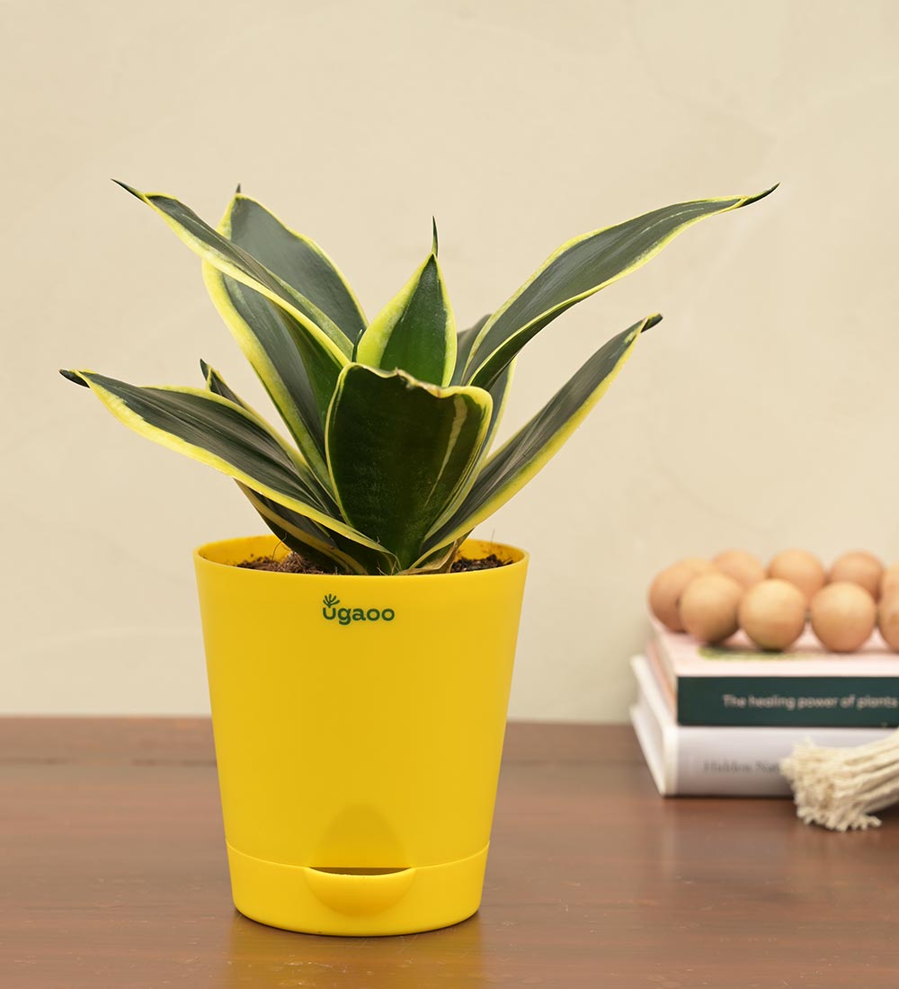 Snake Plant - Golden Hahnii Gift Hamper