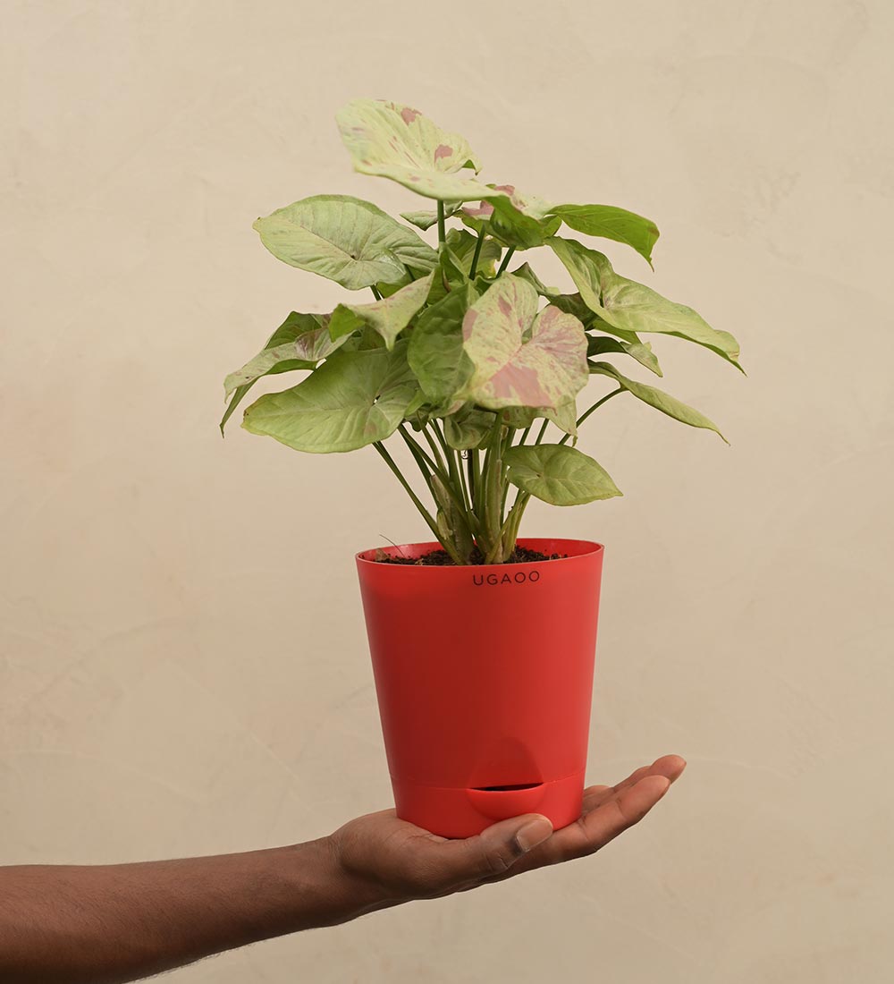 Syngonium Confetti