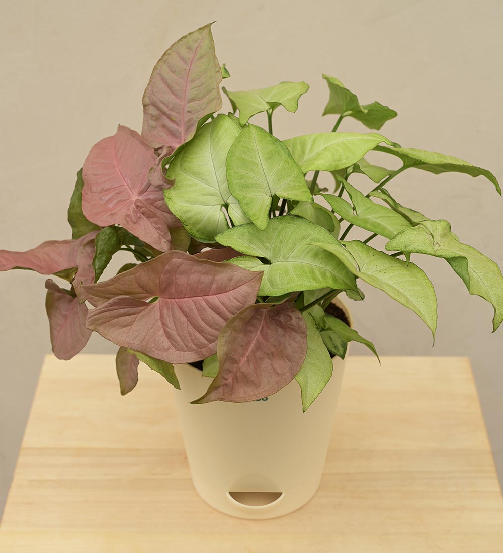 Syngonium Pink Neon and White Butterfly Plant Bouquet