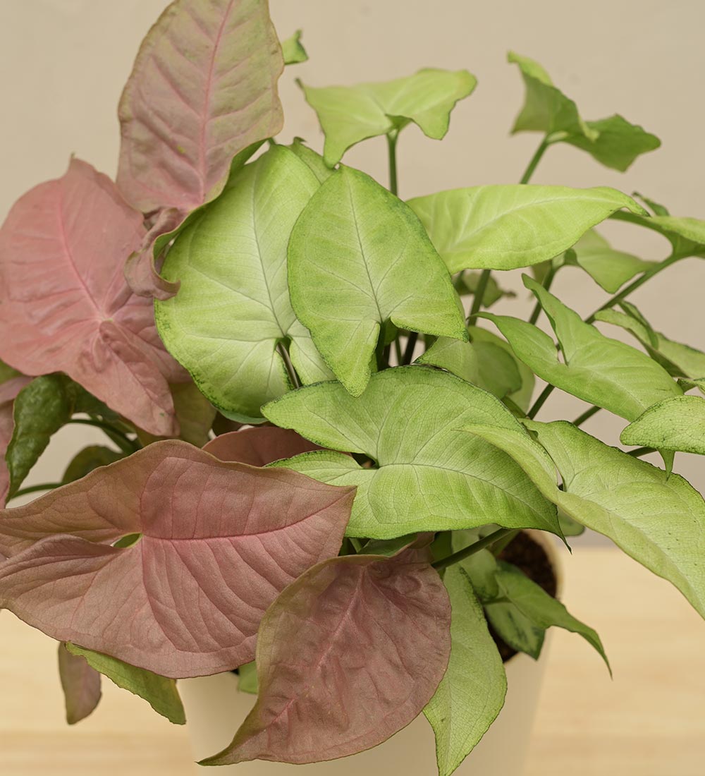 Syngonium Pink Neon and White Butterfly Plant Bouquet