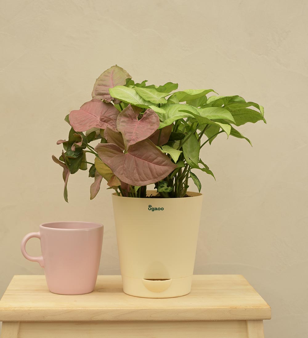 Syngonium Pink Neon and White Butterfly Plant Bouquet