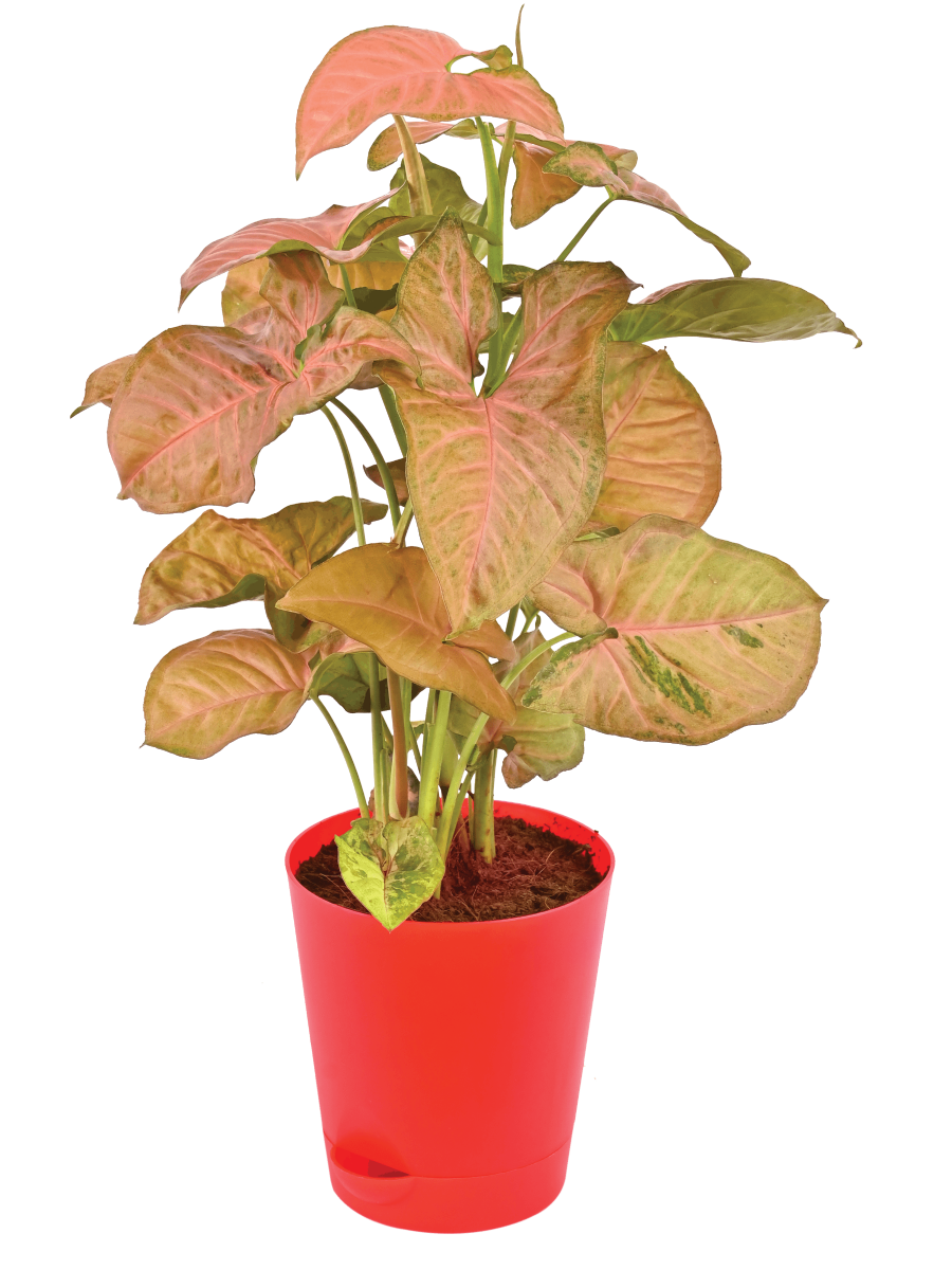 Syngonium Pink Neon - Medium