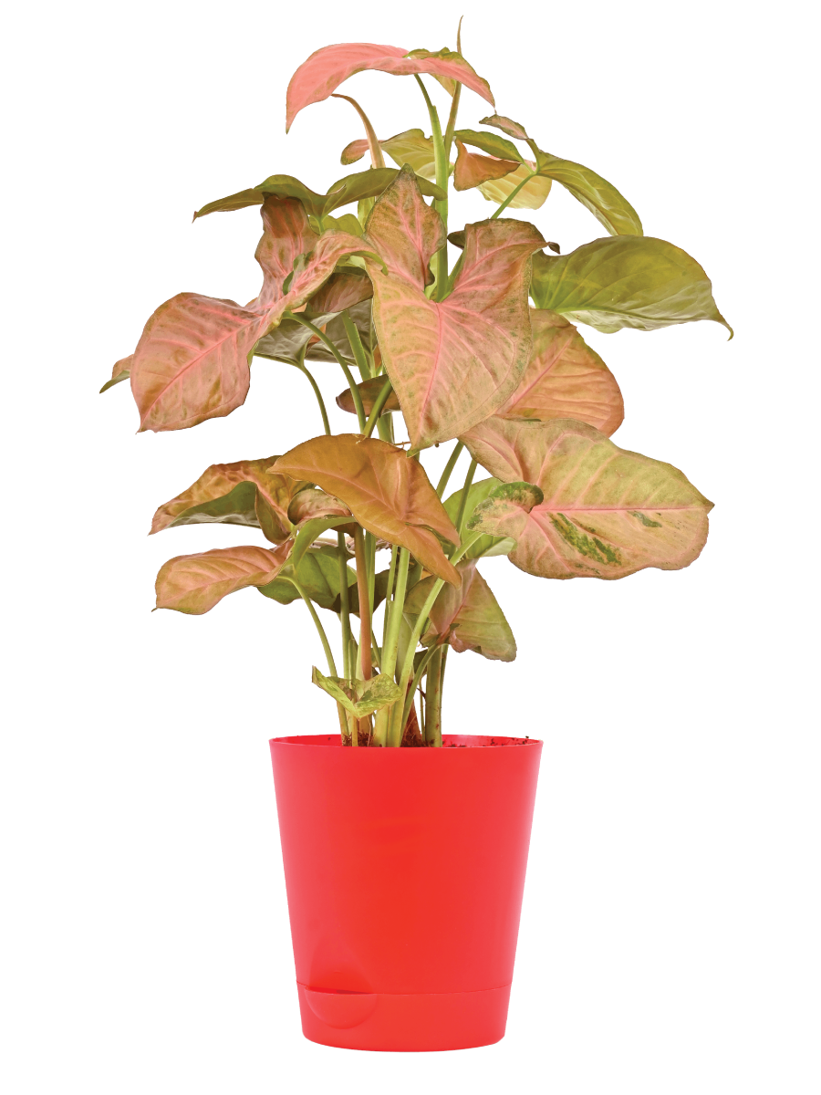 Syngonium Pink Neon - Medium