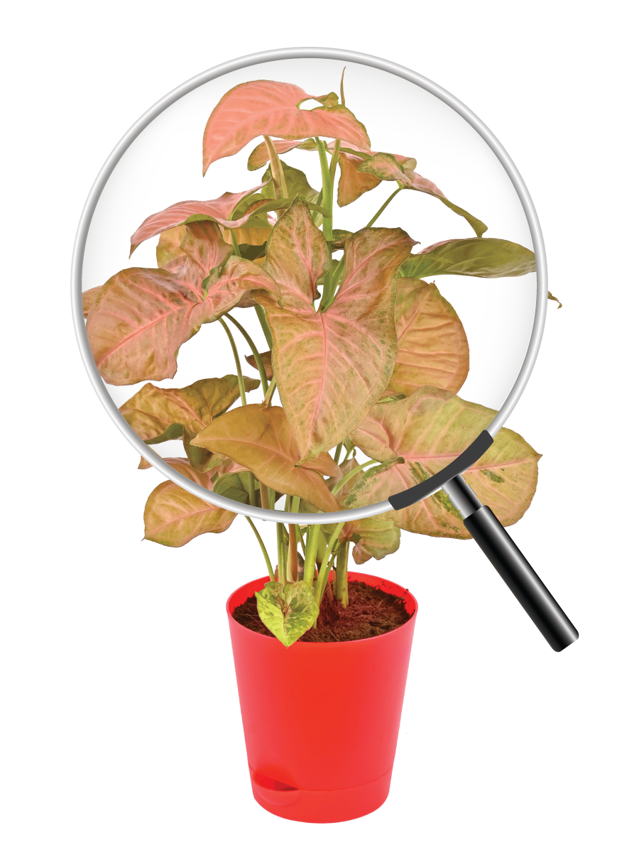 Syngonium Pink Neon - Medium