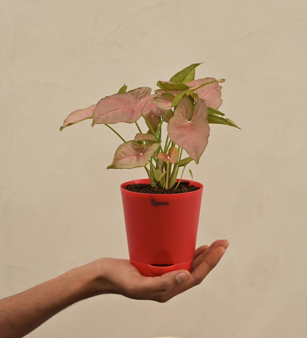 Syngonium Pink Plant Gift Hamper