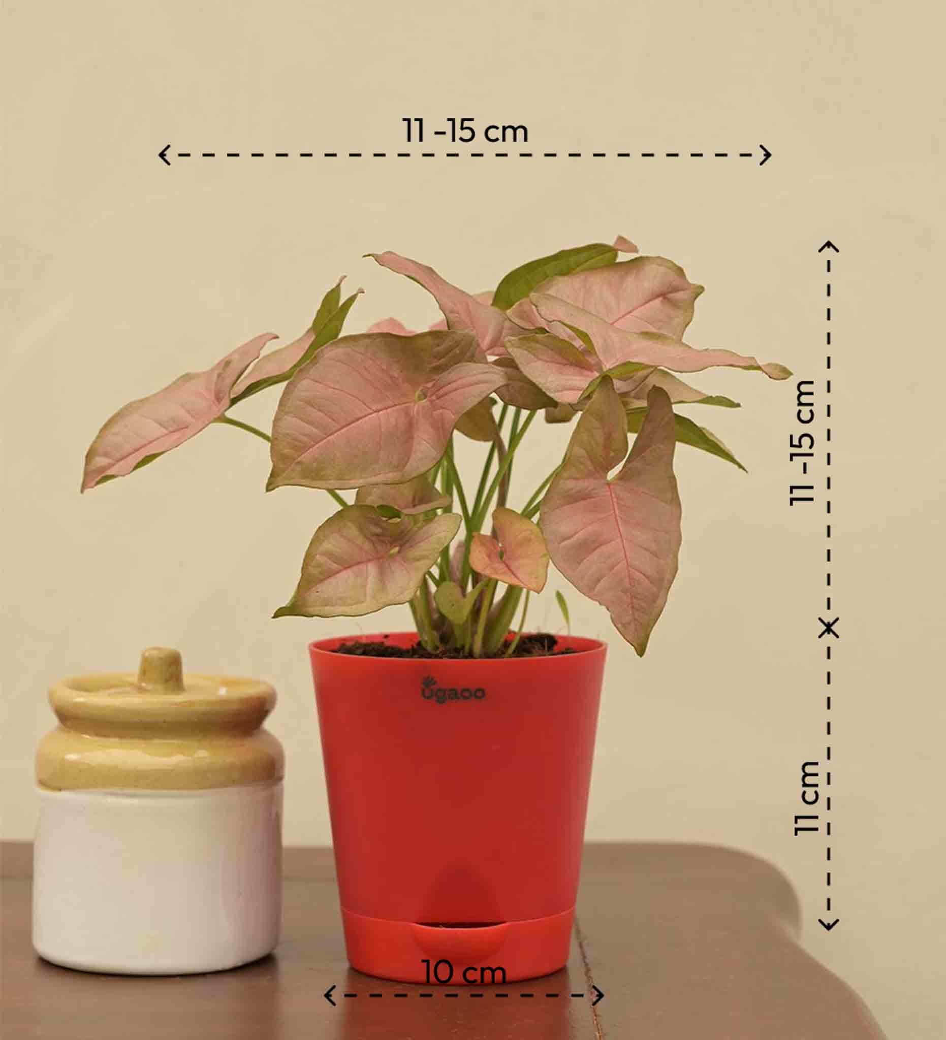 Syngonium Pink Plant Gift Hamper