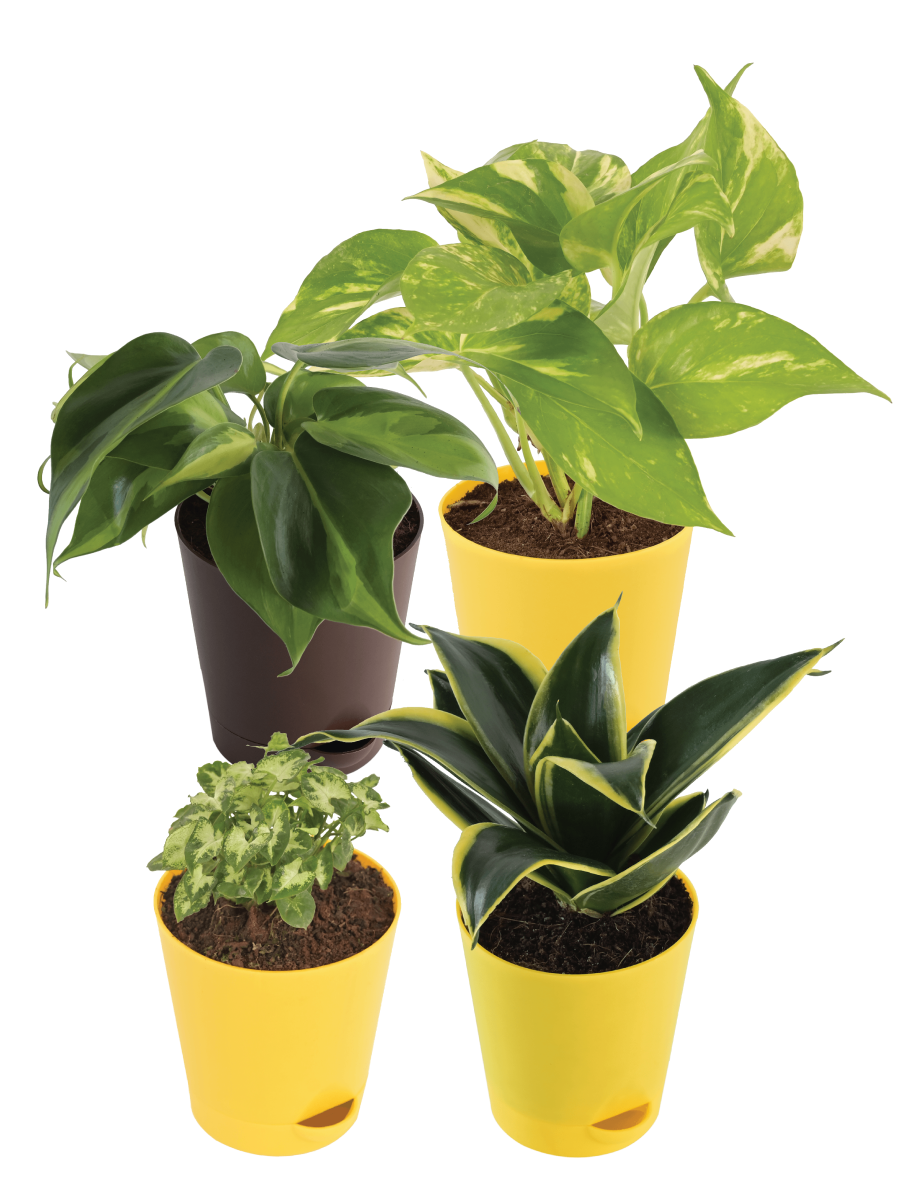 The Productivity Boosting Desk Plant Bundle