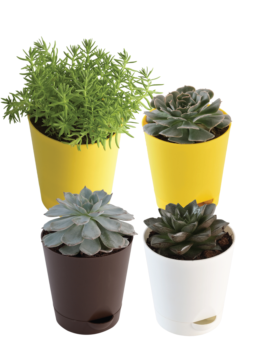 The Tabletop Succulent Bundle