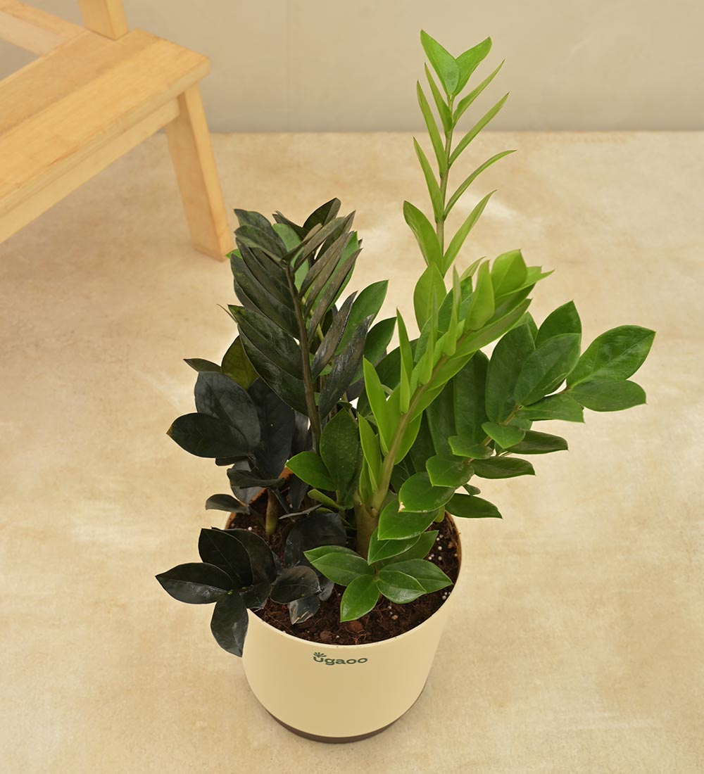 Zamia Green and Zamia Black Plant Bouquet