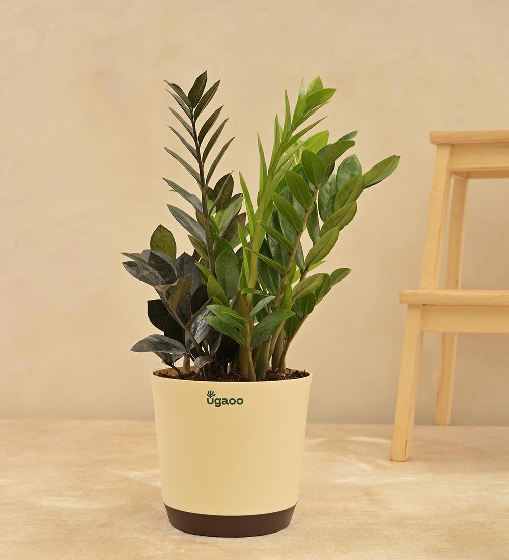 Zamia Green and Zamia Black Plant Bouquet