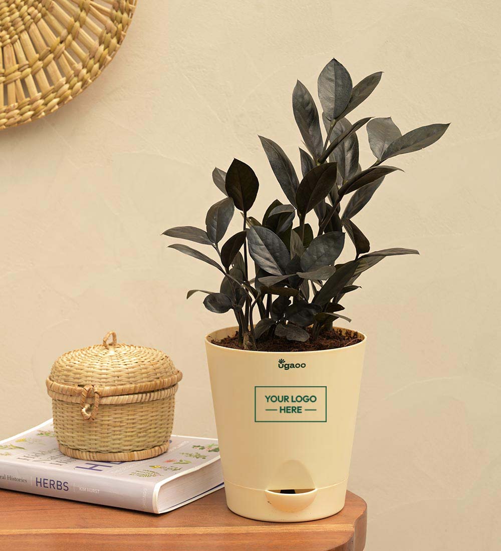 Zamia ZZ Black Plant Gift Hamper